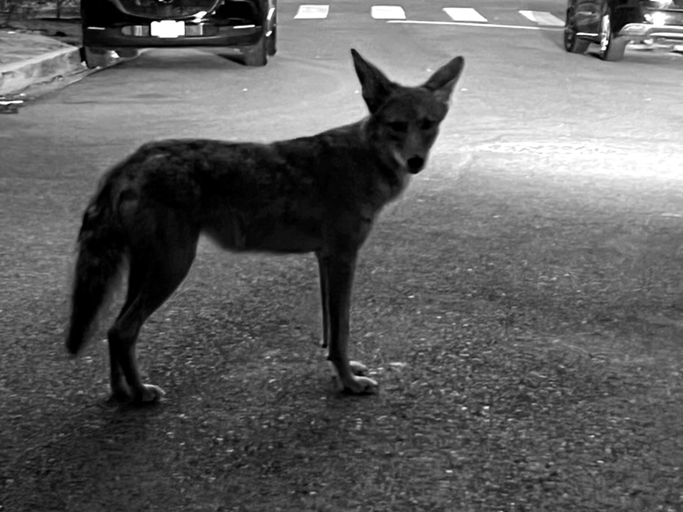 A coyote standing in a Los Angeles street at dusk.